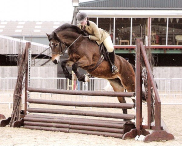 horse Rainhill Rowena (Welsh-Cob (Sek. D), 2006, from Gwynfaes Culhwch)