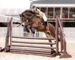 horse Rainhill Rowena (Welsh-Cob (Sek. D), 2006, from Gwynfaes Culhwch)