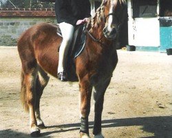 Pferd Rainhill Madonna (Welsh-Cob (Sek. D), 2001, von Ebbw Dandy)