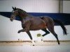 dressage horse Manila (Oldenburg, 2021, from Diamond First)