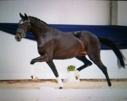 dressage horse Manila (Oldenburg, 2021, from Diamond First)