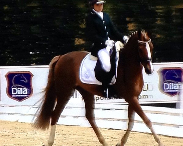 dressage horse Wannadoo (Belgian Warmblood, 2002)