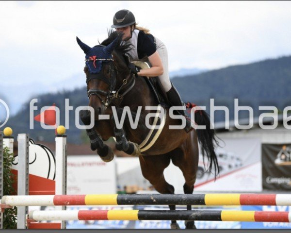 jumper Cleopatra 28 (Austrian Warmblood, 2016, from Chaman)