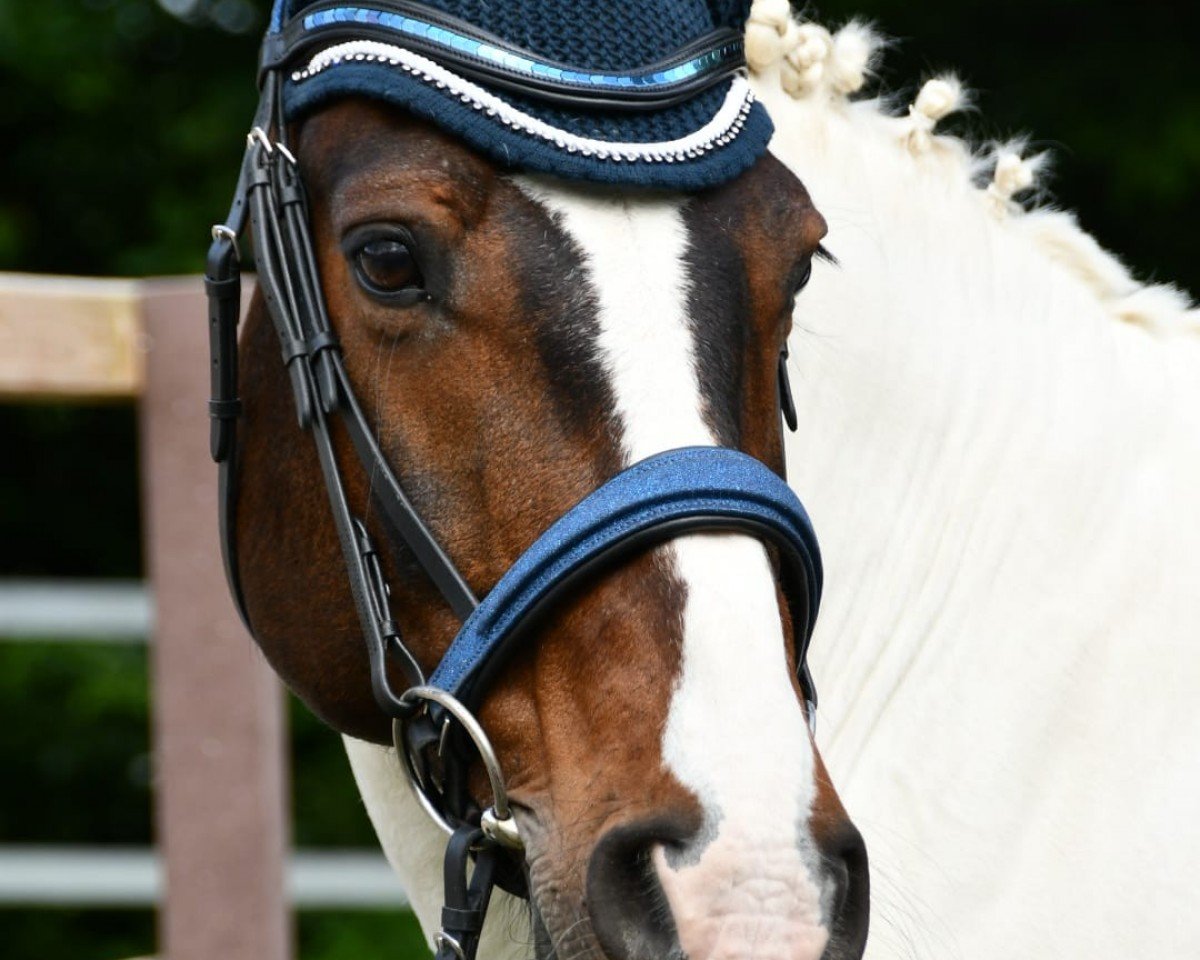dressage horse Jack Daniels 99 (unknown, 2009)