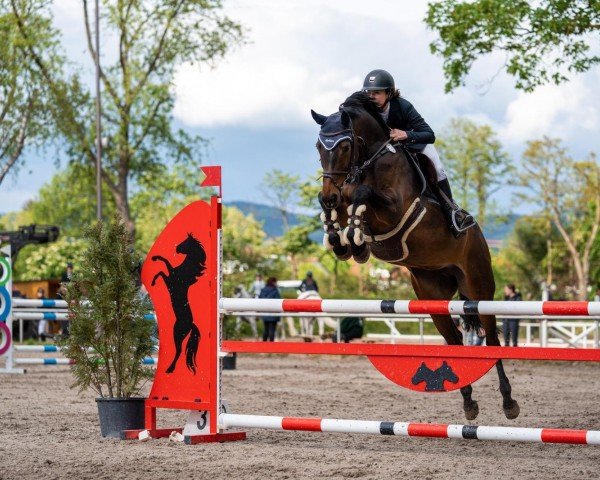 jumper Cadora 6 (German Sport Horse, 2016, from Cador 5)