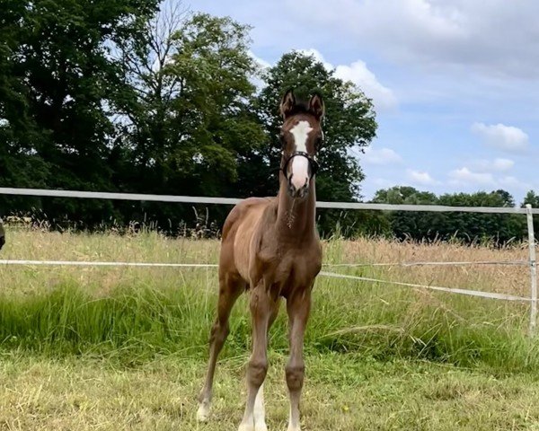 foal by Sympatico (Westphalian, 2024, from Secret Game)