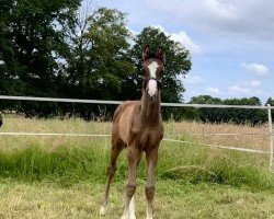 foal by Sympatico (Westphalian, 2024, from Secret Game)