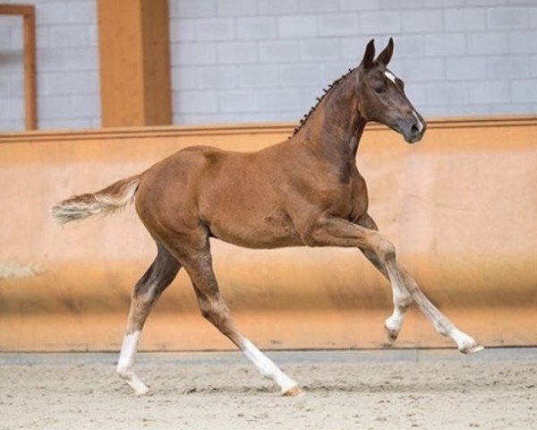 Springpferd Olana 14 (KWPN (Niederländisches Warmblut), 2019, von Cascalord)