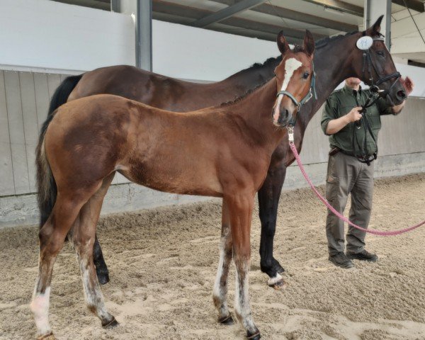 foal by Bella Prima (Westphalian, 2024, from Baccardi’s Best)