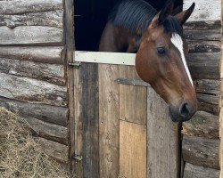 broodmare Carmelita (Hanoverian, 2014, from Comme il Faut)