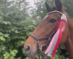 dressage horse Püppi 202 (German Warmblood, 2015)