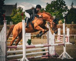 jumper Caden Cool M (Oldenburg show jumper, 2017, from Comme il Faut)