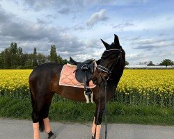 dressage horse Summertime Deluxe (Oldenburg, 2018, from Harmony's de Beau)