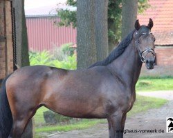 broodmare Livi (Hanoverian, 2019, from Livaldon)