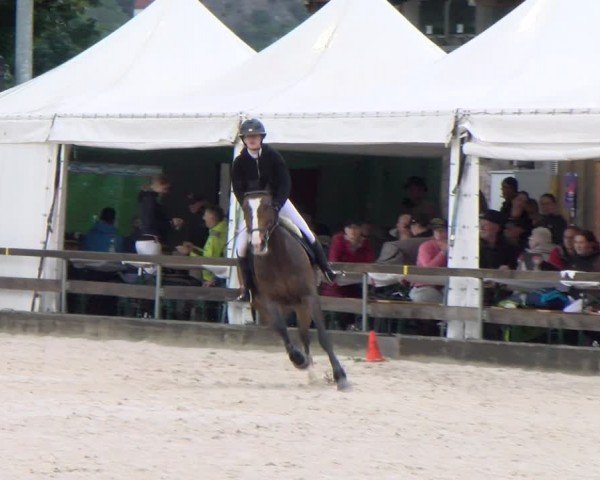 Reitturnier Balsthal 2024