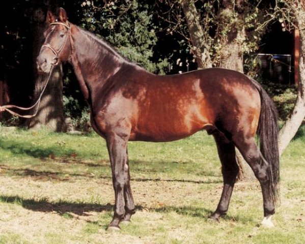 stallion Sao Paulo (Oldenburg, 1987, from Sandro)