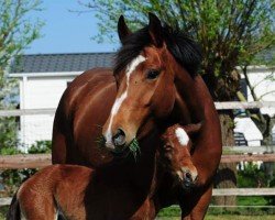 Zuchtstute Alicia (New-Forest-Pony, 2012, von Rivaldo H)