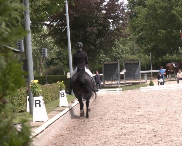 Reitturnier Fröndenberg 2024