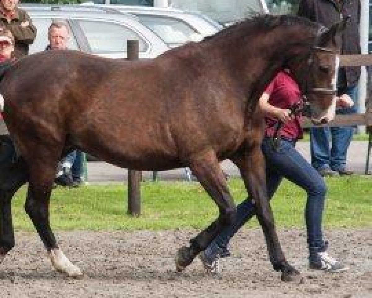 broodmare Gianna VIII (Holsteiner, 1992, from Alcatraz)