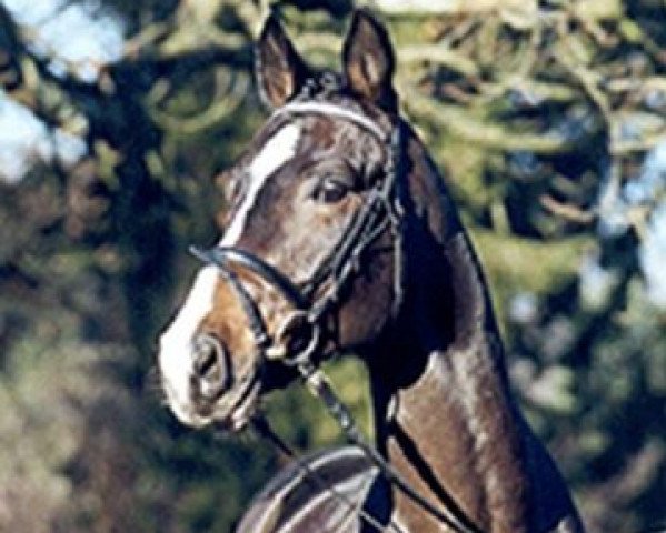 stallion Euroking (Hanoverian, 1999, from Escudo I)