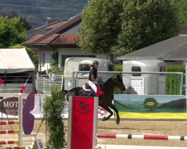 Reitturnier Rankweil 2024