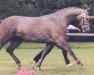 broodmare Schöne Zeit (Trakehner, 1994, from Herzzauber)