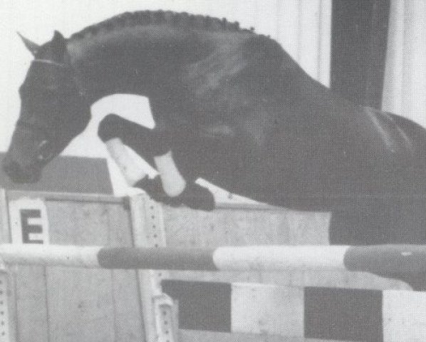 stallion Leuthen II (Holsteiner, 1985, from Landgraf I)
