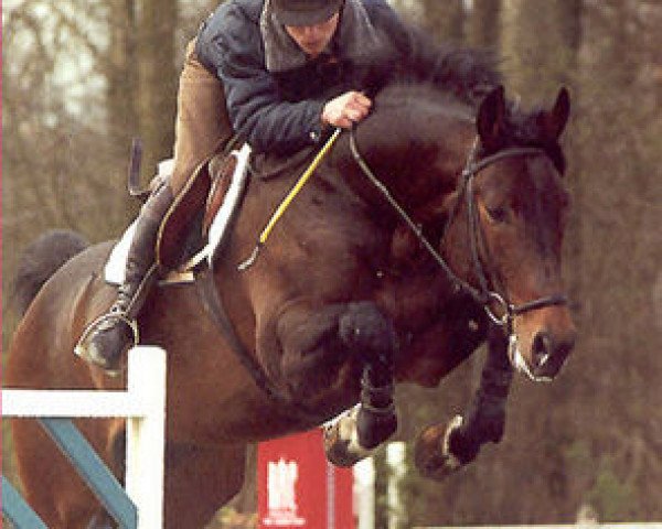 horse Puccini (Hanoverian, 1995, from Pablo)