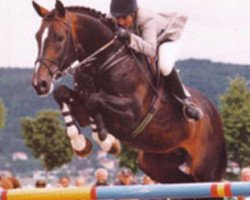 Deckhengst Feliciano (Schwedisches Warmblut, 1986, von Irco Marco)