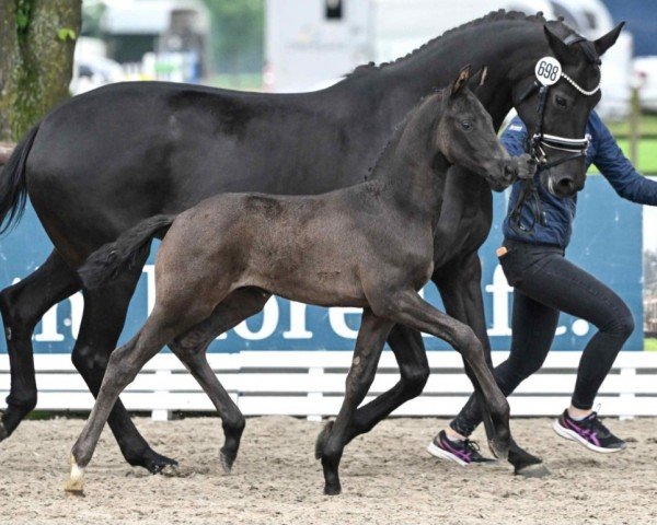 foal by Sirius Black (Westphalian, 2024, from Sir Donnerhall I)