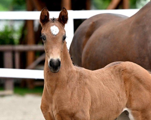 foal by Euphoria (Westphalian, 2024, from Escamillo)