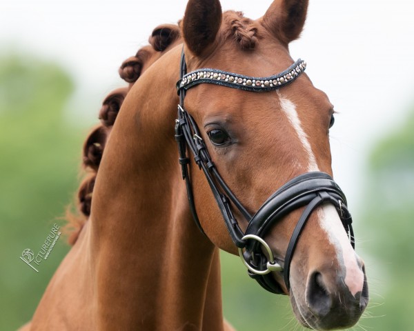 dressage horse Wert’s Cosmo Delight (German Riding Pony, 2021, from DSP Cosmo Royale)