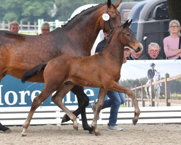 foal by Hengst von Dynamic Dream / Bordeaux (Oldenburg, 2024, from Dynamic Dream)