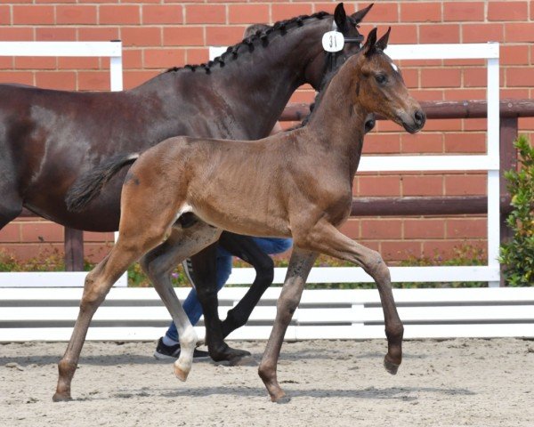 foal by Hengst von Fürst Toto / Scuderia (Oldenburg, 2024, from Fürst Toto)