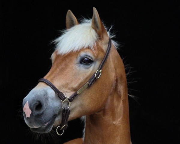 Springpferd Winchester 173 (Edelbluthaflinger, 2014, von Wonder Boy R (1,17% ox))