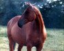 horse Fassade (Hanoverian, 1968, from Ferdinand)