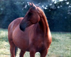 broodmare Fassade (Hanoverian, 1968, from Ferdinand)