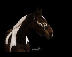 dressage horse Alancio KW (Pinto mit Reitpferdepedigree, 2018, from Alias Primus)