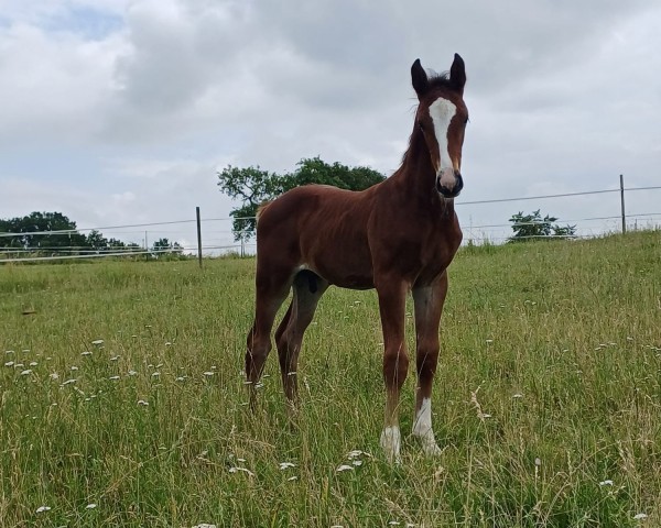 foal by Casa Blue Lx (German Sport Horse, 2024, from Casallco)