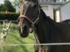 broodmare Coco jambo 20 (Hanoverian, 2002, from Contendro I)