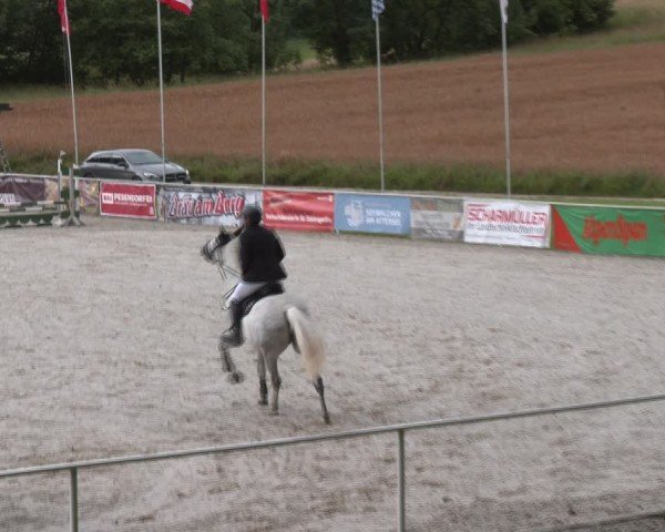 Springturnier Seewalchen 2024