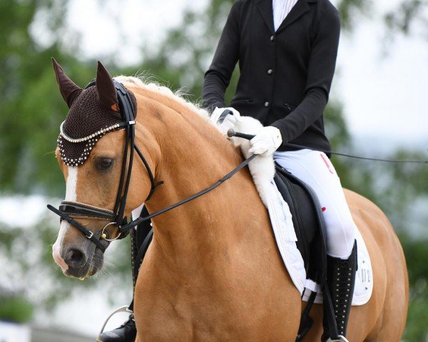 dressage horse Danger Zone K (German Riding Pony, 2019, from Desmond)