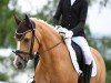 dressage horse Danger Zone K (German Riding Pony, 2019, from Desmond)