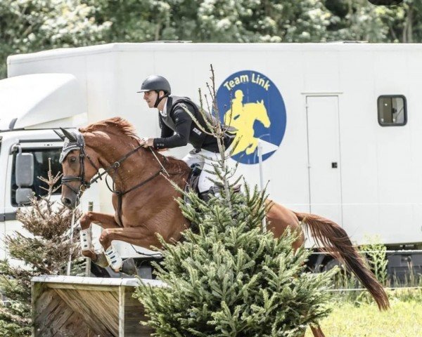 jumper Divino 34 (German Sport Horse, 2016)