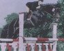 stallion Cavalier Royale (Holsteiner, 1978, from Cor de la Bryère)
