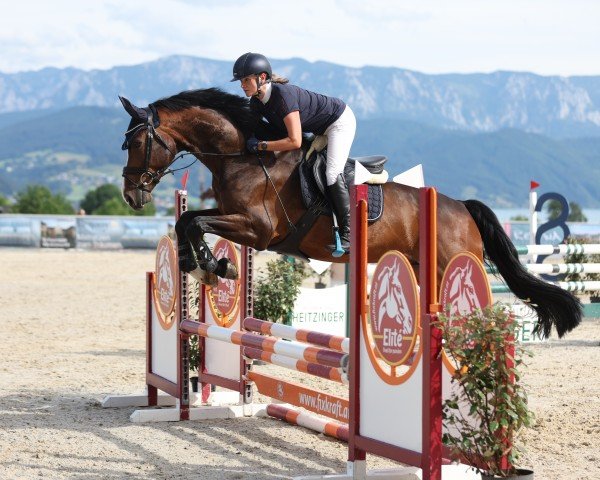 jumper Sorento van de Watering (Belgian Warmblood, 2018, from Marko van Spieveld)