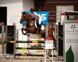 Springpferd Fox Creek's Bon Amie Bonnie (New-Forest-Pony, 2014, von Anydale Ron)