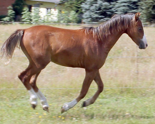 Pferd Leonel vom Renneberg (Welsh Pony (Sek.B), 2023, von Albrecht's Hoeve Leonardo)