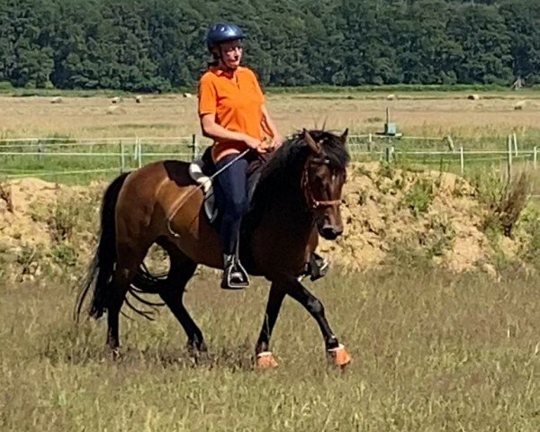 Zuchtstute Lady Lilly HWK (Arabisches Halbblut / Partbred, 2016, von Seven seas of love)