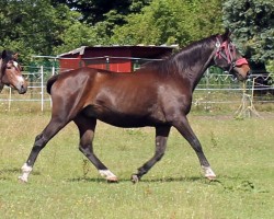 Pferd Nathan (Mecklenburger, 1994, von Narew xx)